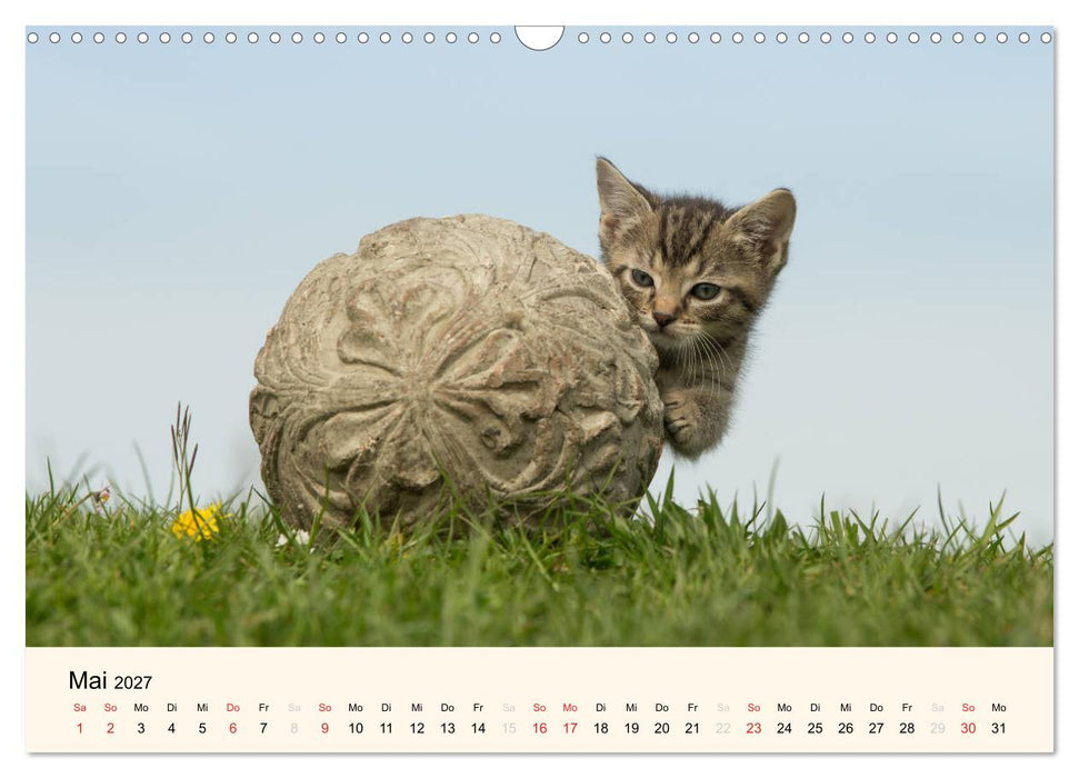 Süße Stubentiger - Katzenkinder (CALVENDO Wandkalender 2027)
