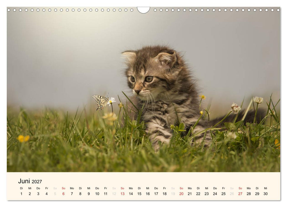 Süße Stubentiger - Katzenkinder (CALVENDO Wandkalender 2027)