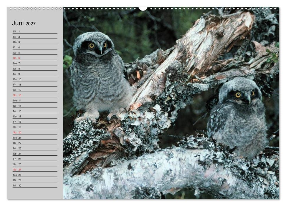 Eulen. Wächter der Nacht (CALVENDO Wandkalender 2027)