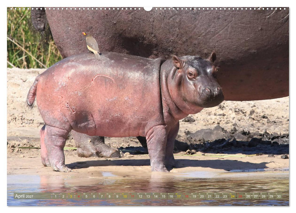 Wildes Kinderzimmer - Tierkinder in Afrika (CALVENDO Wandkalender 2027)