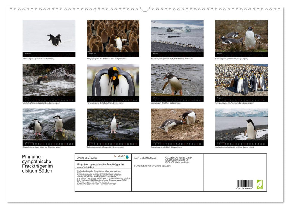 Pinguine - sympathische Frackträger im eisigen Süden (CALVENDO Wandkalender 2027)