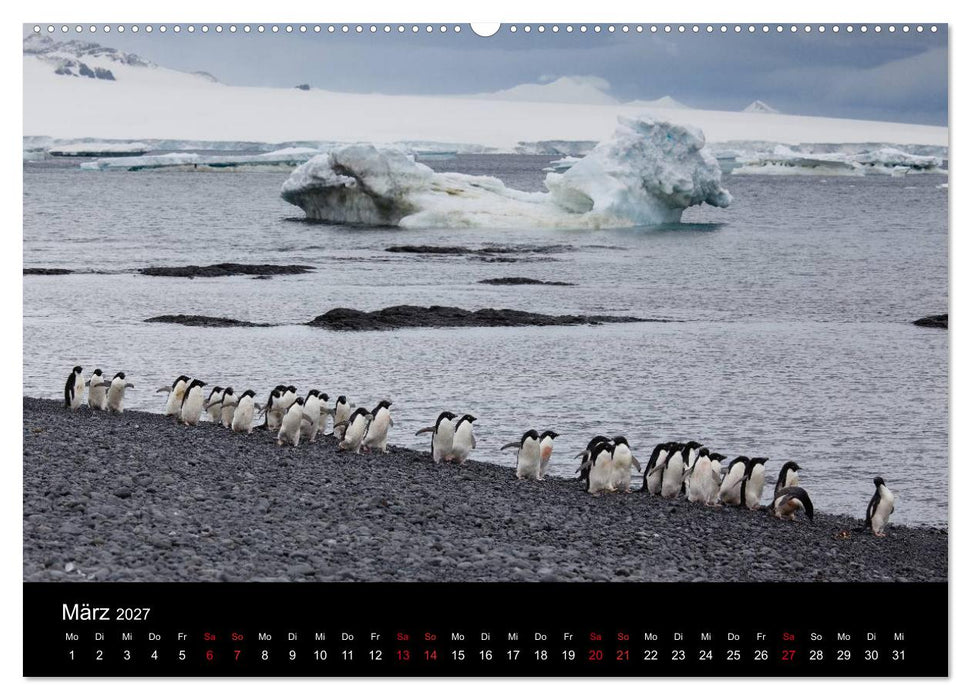 Pinguine - sympathische Frackträger im eisigen Süden (CALVENDO Wandkalender 2027)