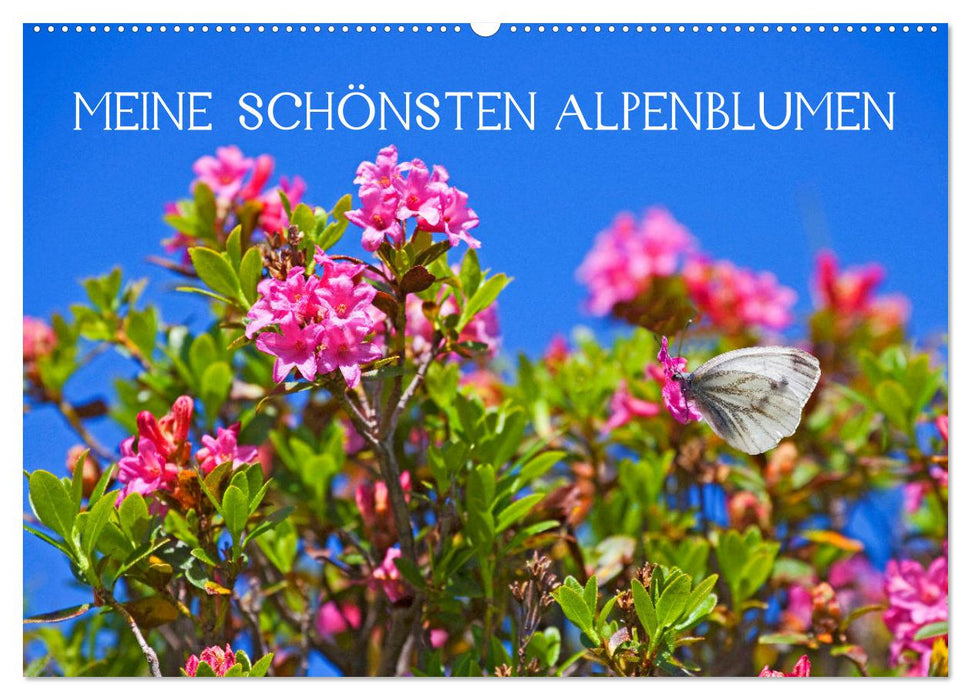 Meine schönsten Alpenblumen (CALVENDO Wandkalender 2027)