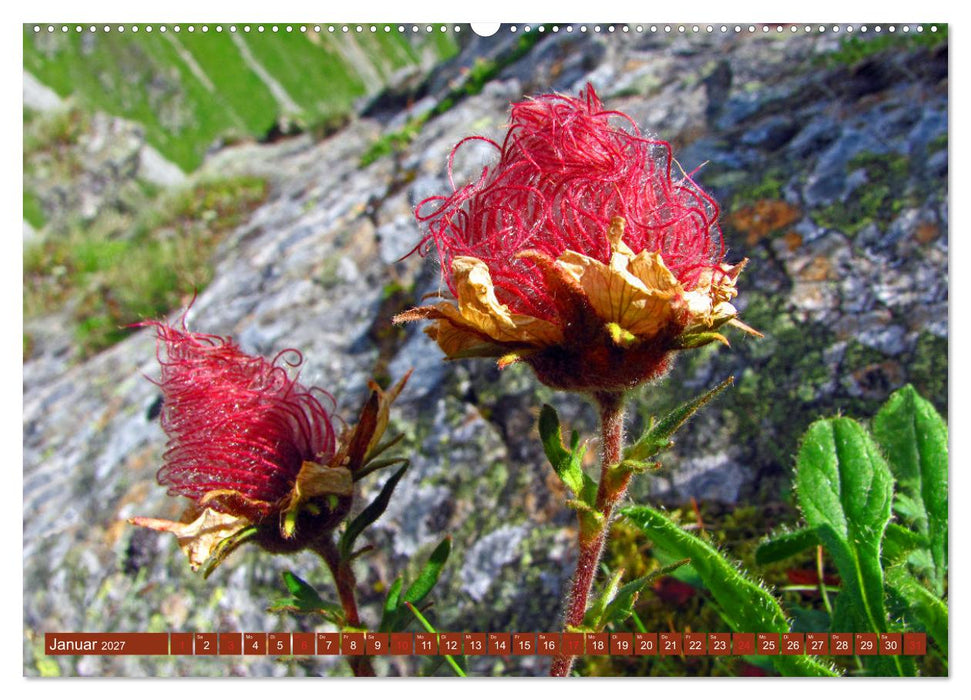 Meine schönsten Alpenblumen (CALVENDO Wandkalender 2027)