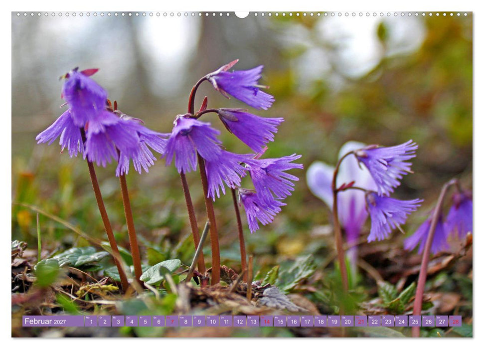Meine schönsten Alpenblumen (CALVENDO Wandkalender 2027)