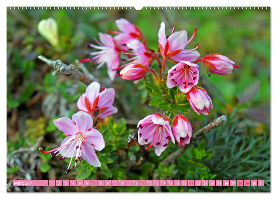 Meine schönsten Alpenblumen (CALVENDO Wandkalender 2027)