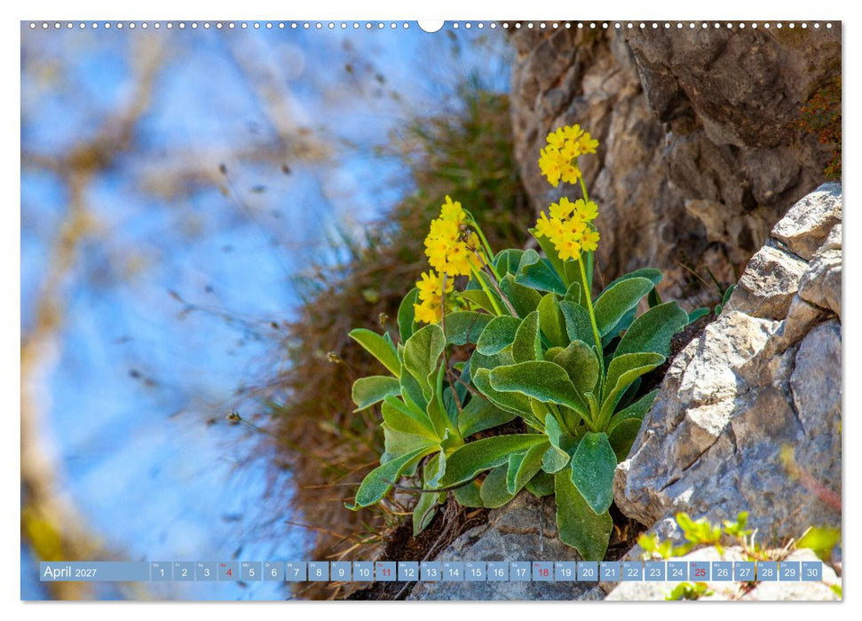 Meine schönsten Alpenblumen (CALVENDO Wandkalender 2027)