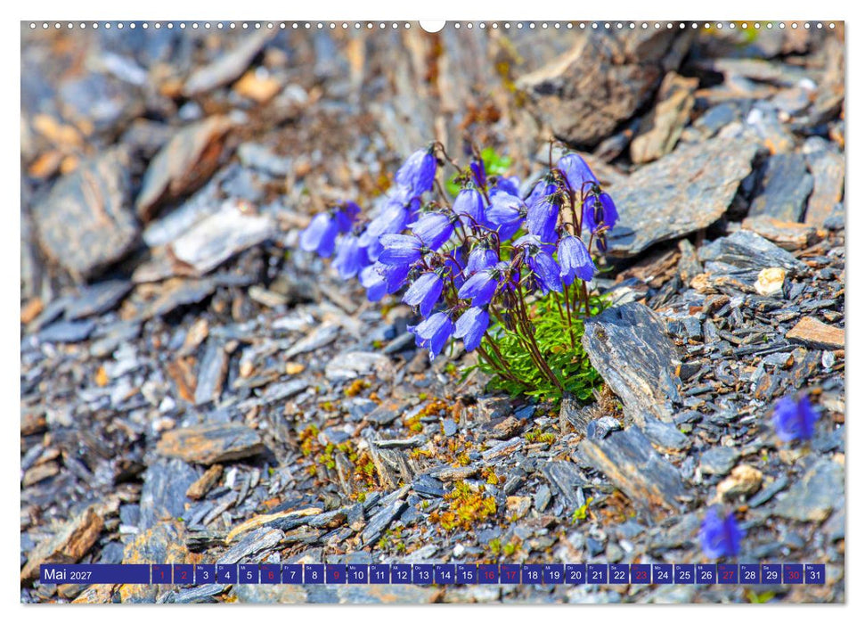 Meine schönsten Alpenblumen (CALVENDO Wandkalender 2027)
