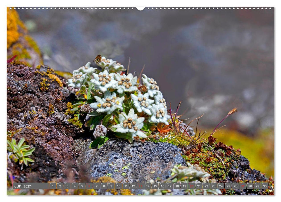 Meine schönsten Alpenblumen (CALVENDO Wandkalender 2027)