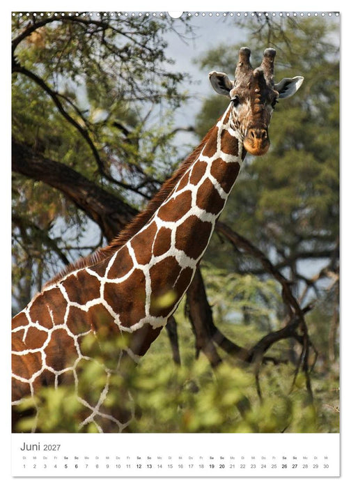 Giraffen - Die Grazien in Afrikas Savannen (CALVENDO Wandkalender 2027)