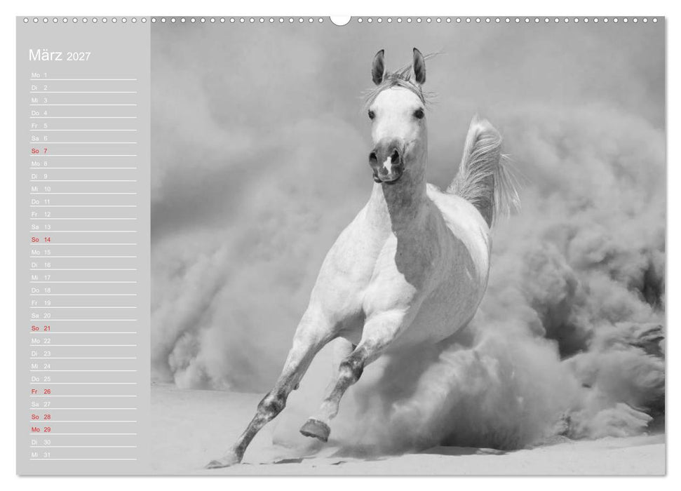 Arabische Pferde (CALVENDO Wandkalender 2027)