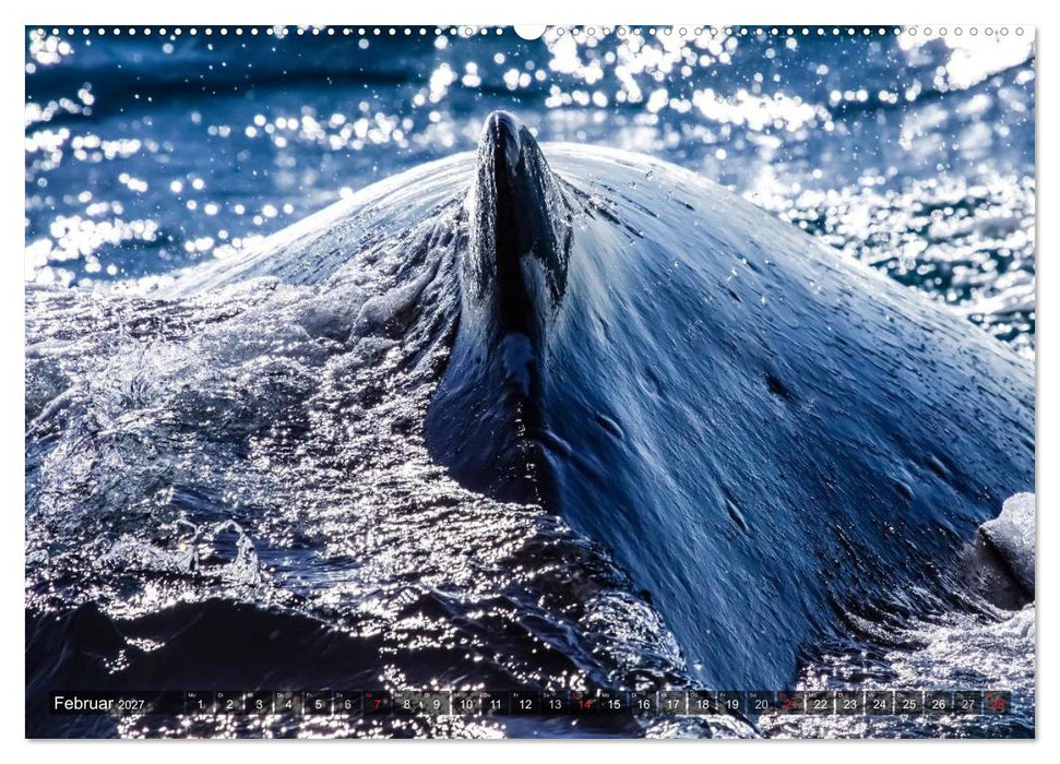 Australien tierisch gut 2027 (CALVENDO Premium Wandkalender 2027)