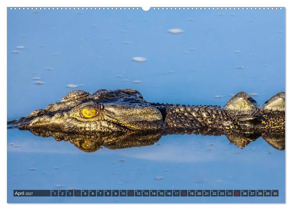 Australien tierisch gut 2027 (CALVENDO Premium Wandkalender 2027)
