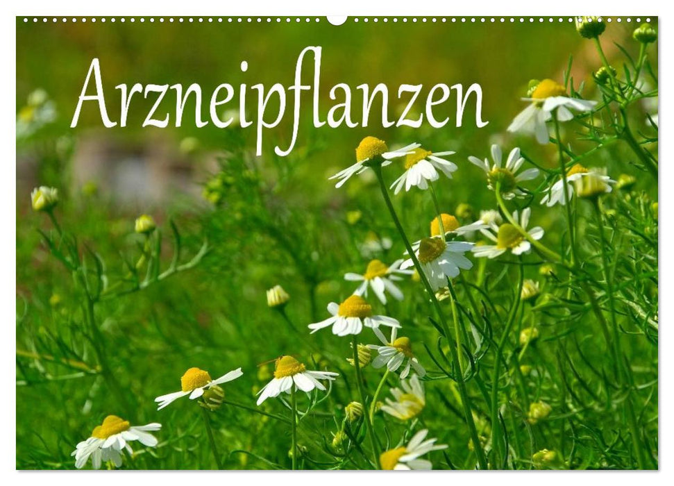 Arzneipflanzen (CALVENDO Wandkalender 2027)