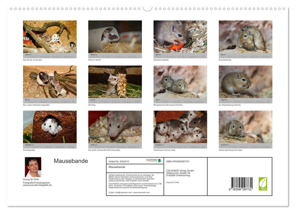 Mausebande (CALVENDO Premium Wandkalender 2027)