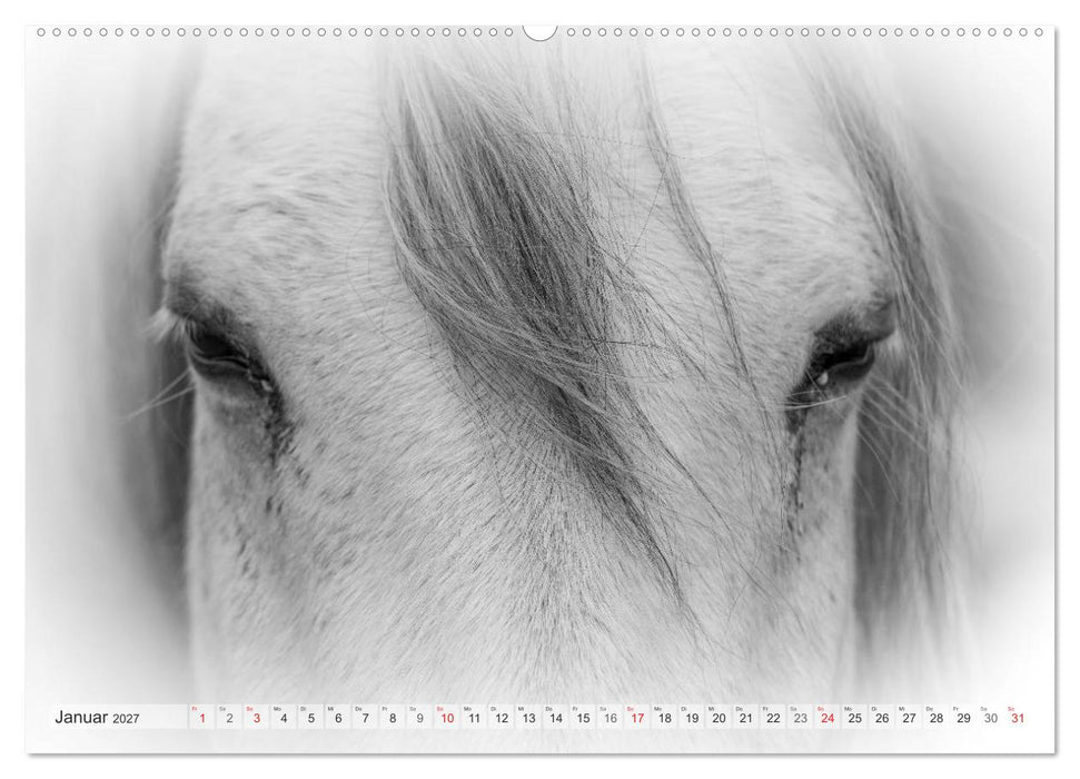 Emotionale Momente: Weiße Pferde in schwarzweiß. (CALVENDO Wandkalender 2027)
