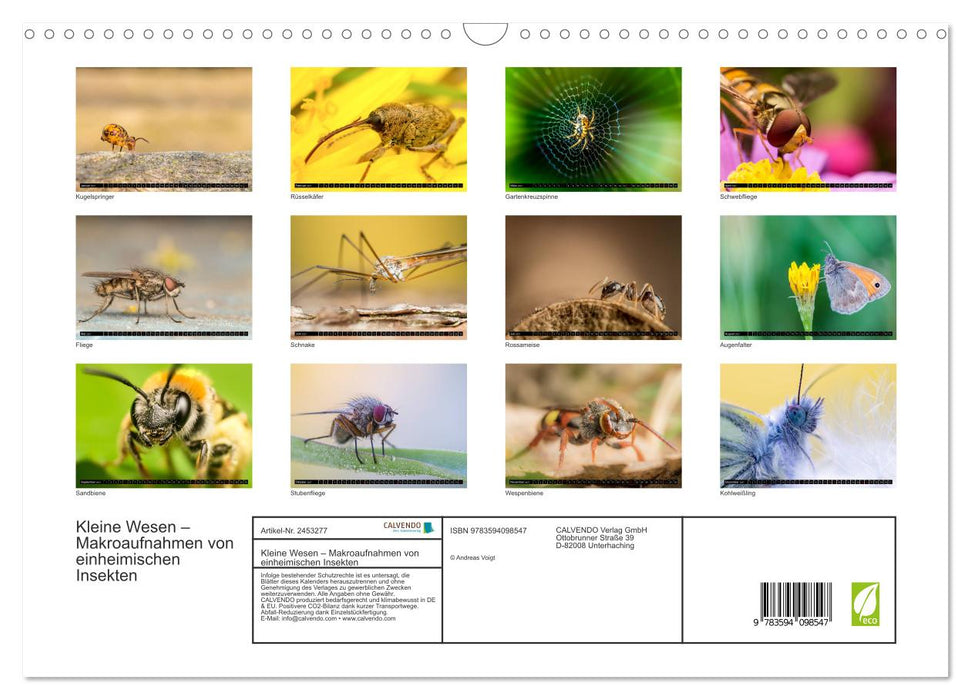 Kleine Wesen – Makroaufnahmen von einheimischen Insekten (CALVENDO Wandkalender 2027)