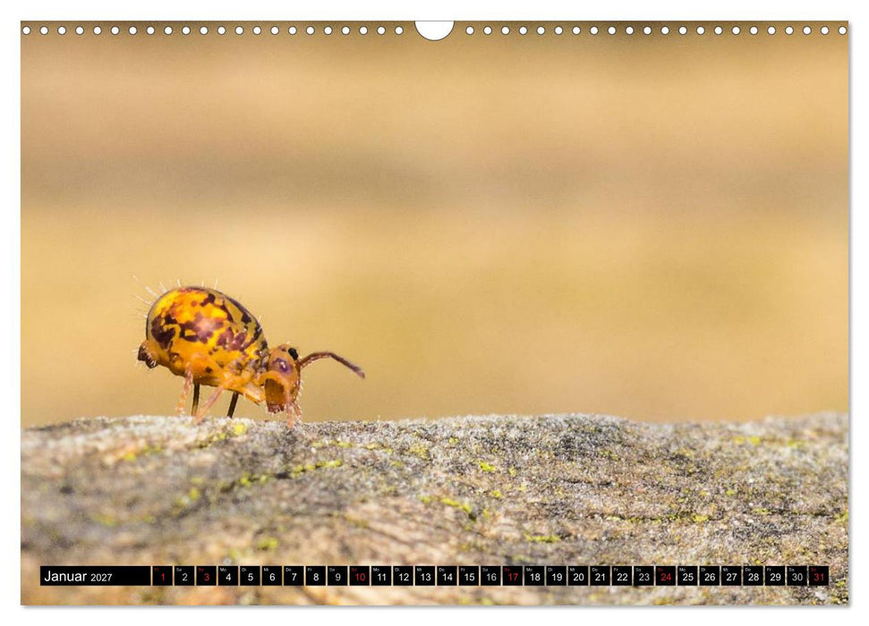 Kleine Wesen – Makroaufnahmen von einheimischen Insekten (CALVENDO Wandkalender 2027)