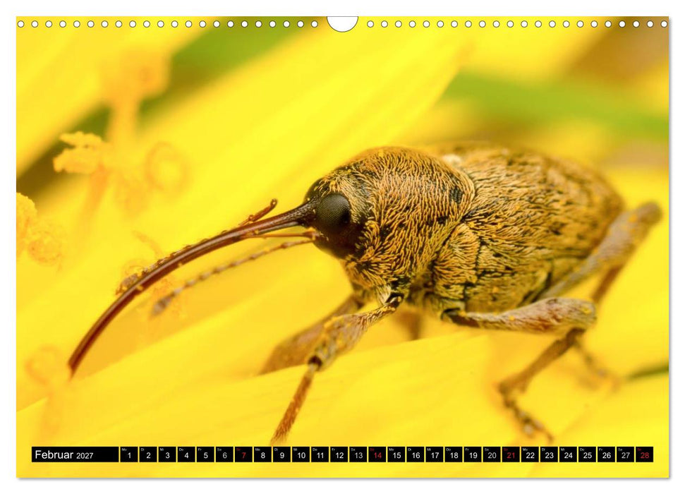 Kleine Wesen – Makroaufnahmen von einheimischen Insekten (CALVENDO Wandkalender 2027)