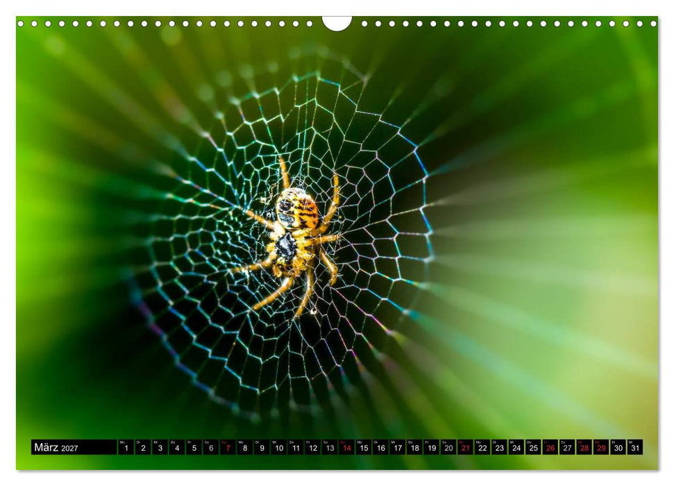 Kleine Wesen – Makroaufnahmen von einheimischen Insekten (CALVENDO Wandkalender 2027)