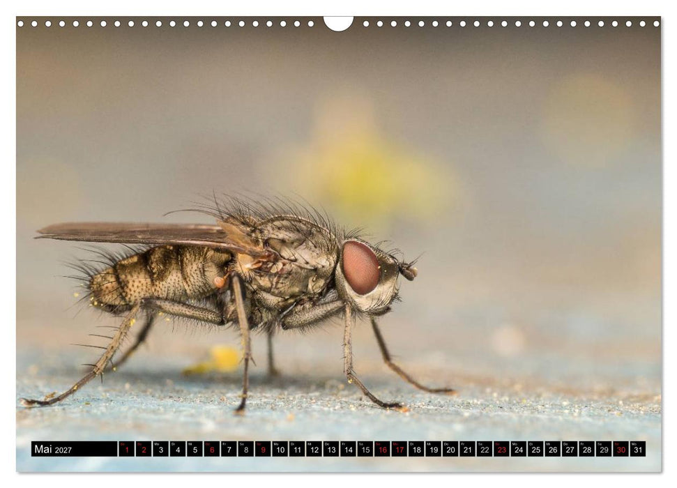 Kleine Wesen – Makroaufnahmen von einheimischen Insekten (CALVENDO Wandkalender 2027)