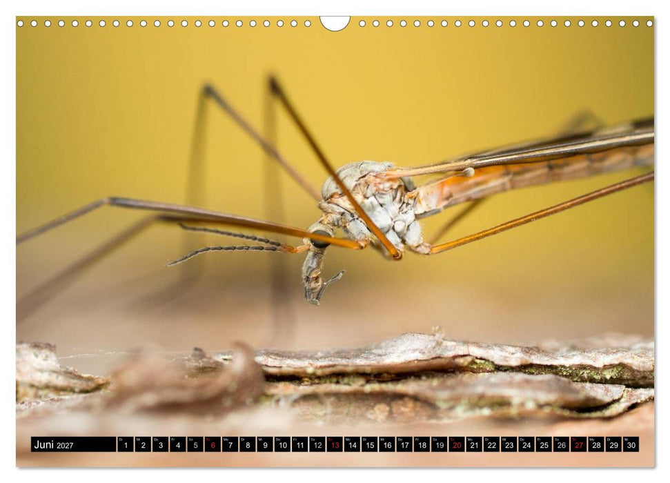 Kleine Wesen – Makroaufnahmen von einheimischen Insekten (CALVENDO Wandkalender 2027)