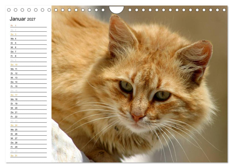 Katzensprung (CALVENDO Wandkalender 2027)