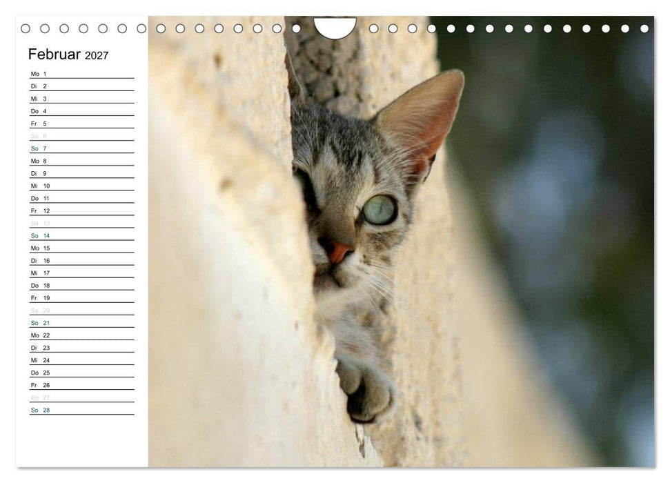 Katzensprung (CALVENDO Wandkalender 2027)