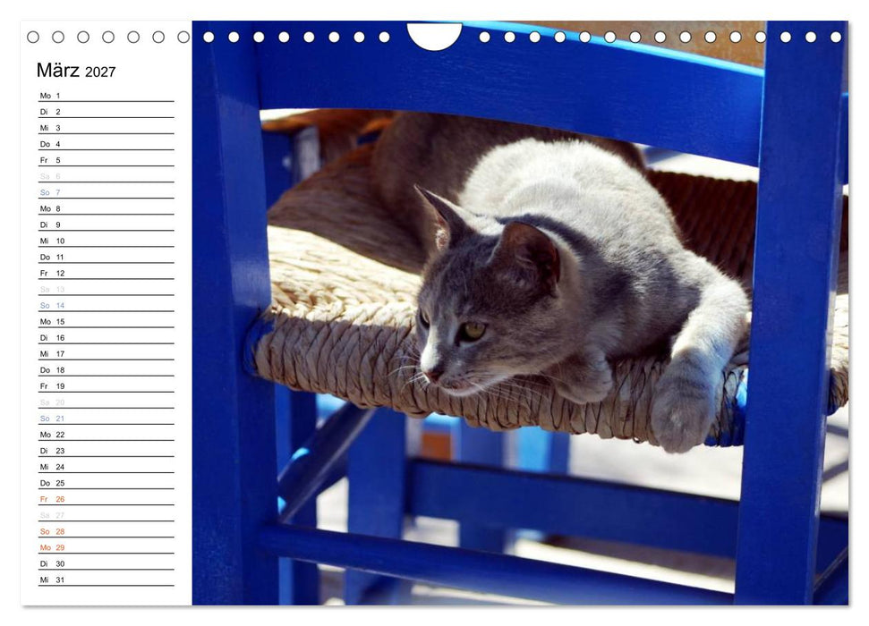 Katzensprung (CALVENDO Wandkalender 2027)