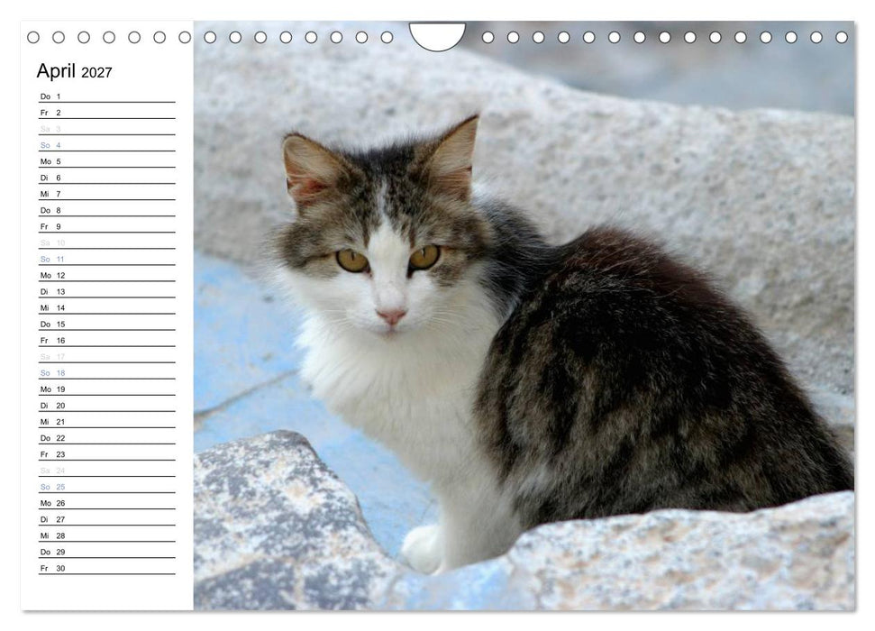 Katzensprung (CALVENDO Wandkalender 2027)