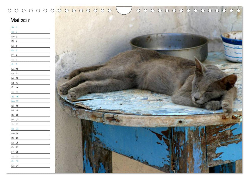 Katzensprung (CALVENDO Wandkalender 2027)