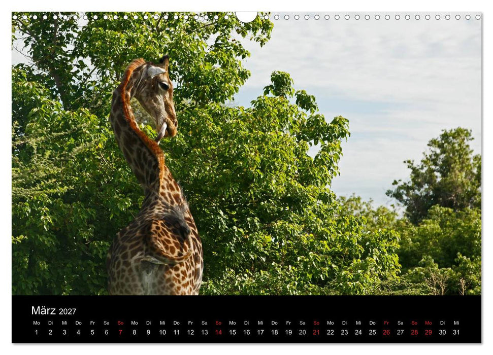 Giraffen – Faszination der Wildnis (CALVENDO Wandkalender 2027)