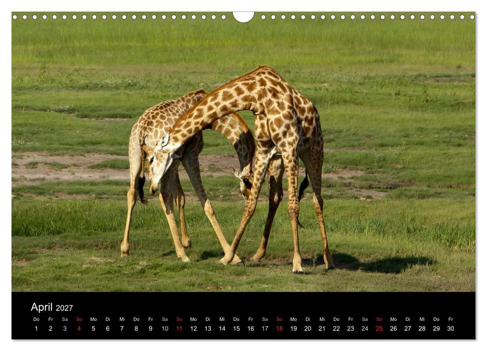 Giraffen – Faszination der Wildnis (CALVENDO Wandkalender 2027)