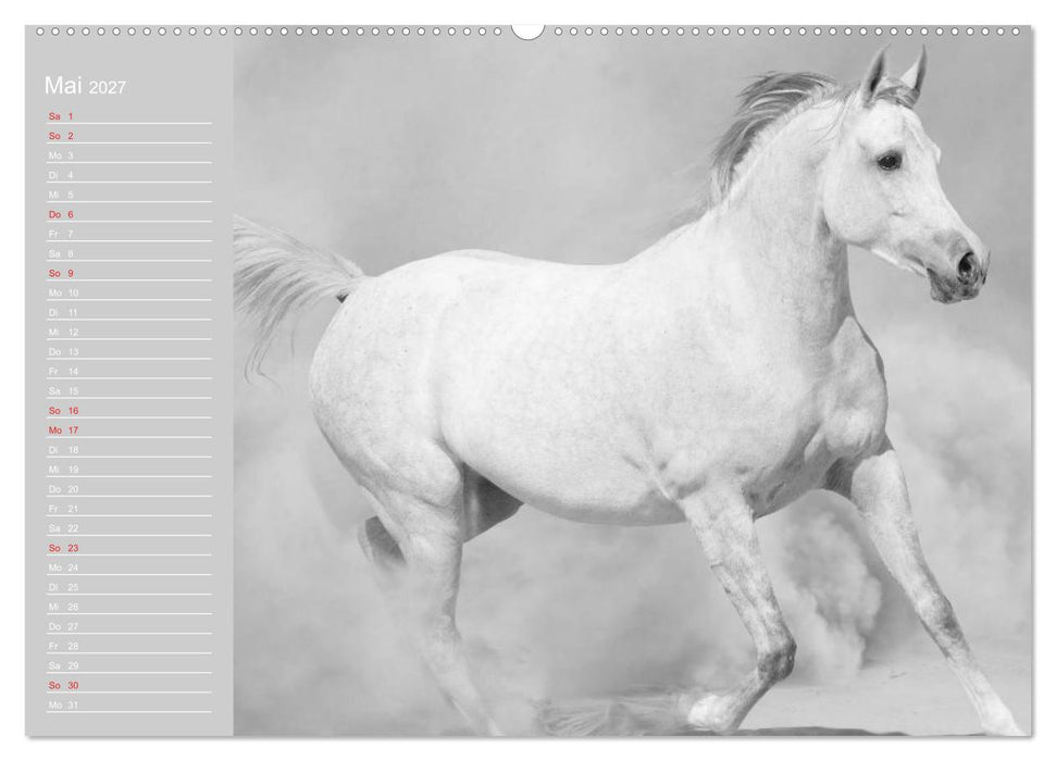 Arabische Pferde (CALVENDO Premium Wandkalender 2027)
