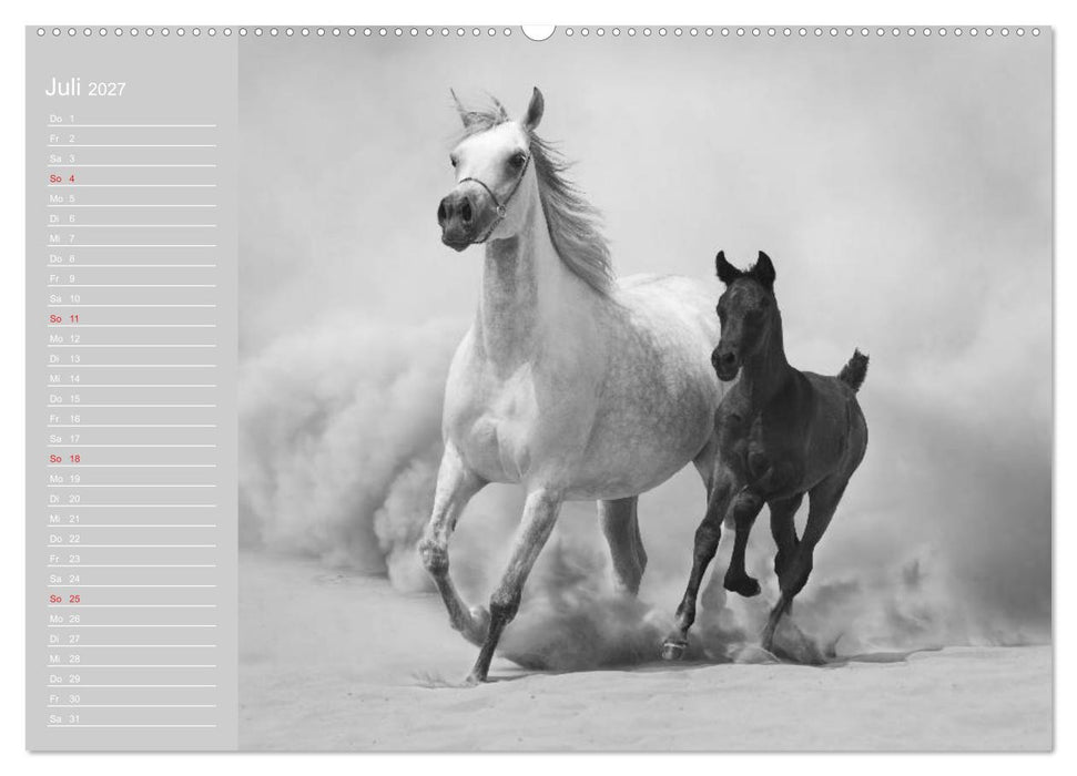 Arabische Pferde (CALVENDO Premium Wandkalender 2027)