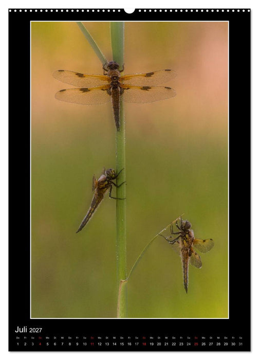 Faszination Libellen - Wildnis Heimat (CALVENDO Premium Wandkalender 2027)