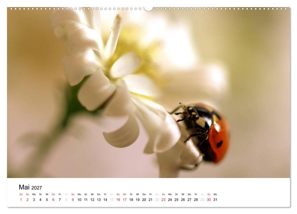 Zarte Natur 2027 (CALVENDO Wandkalender 2027)