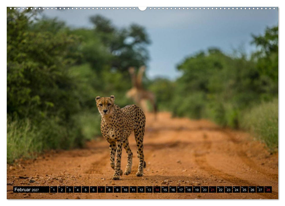Afrikas wilde Tiere (CALVENDO Wandkalender 2027)
