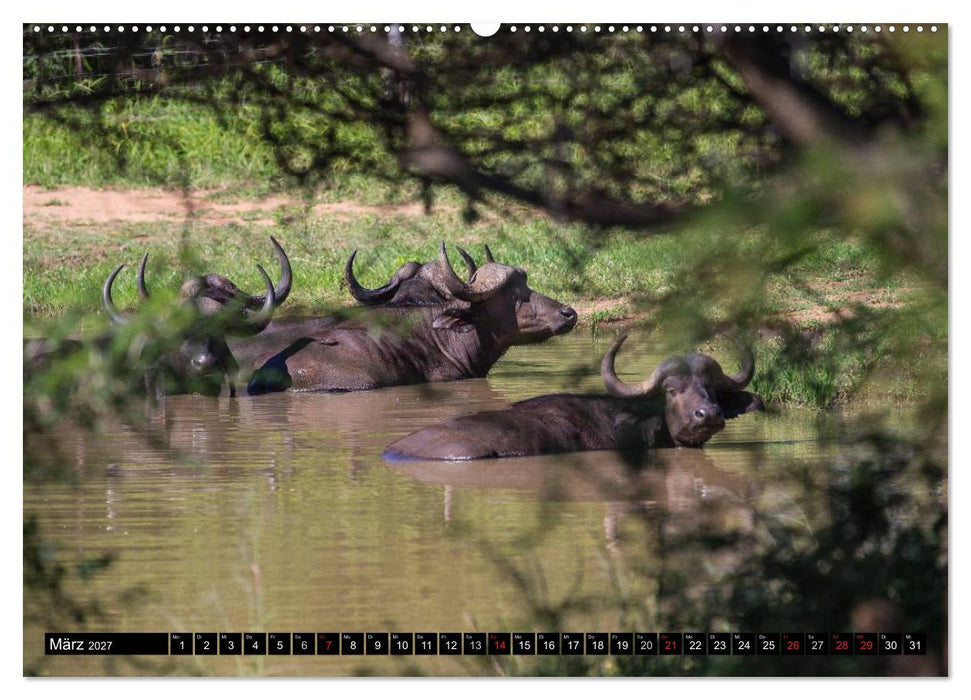 Afrikas wilde Tiere (CALVENDO Wandkalender 2027)