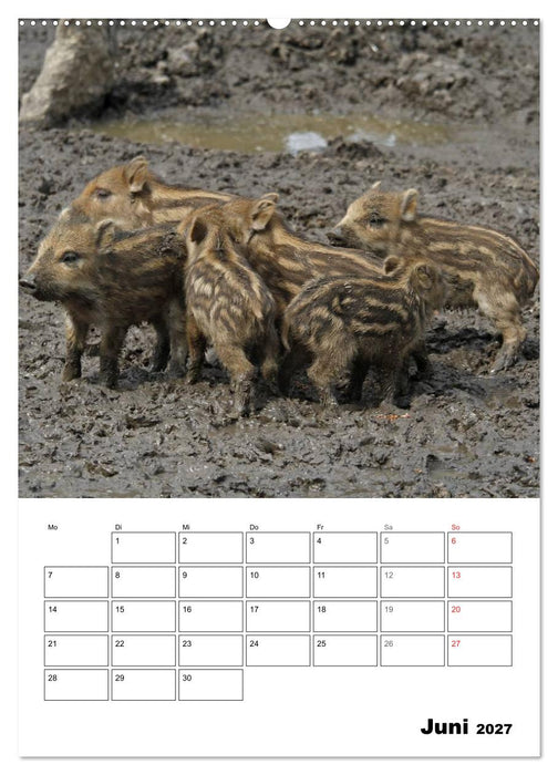 Der wildschweinische Terminplaner (CALVENDO Premium Wandkalender 2027)
