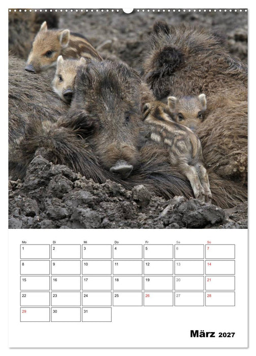 Der wildschweinische Terminplaner (CALVENDO Wandkalender 2027)