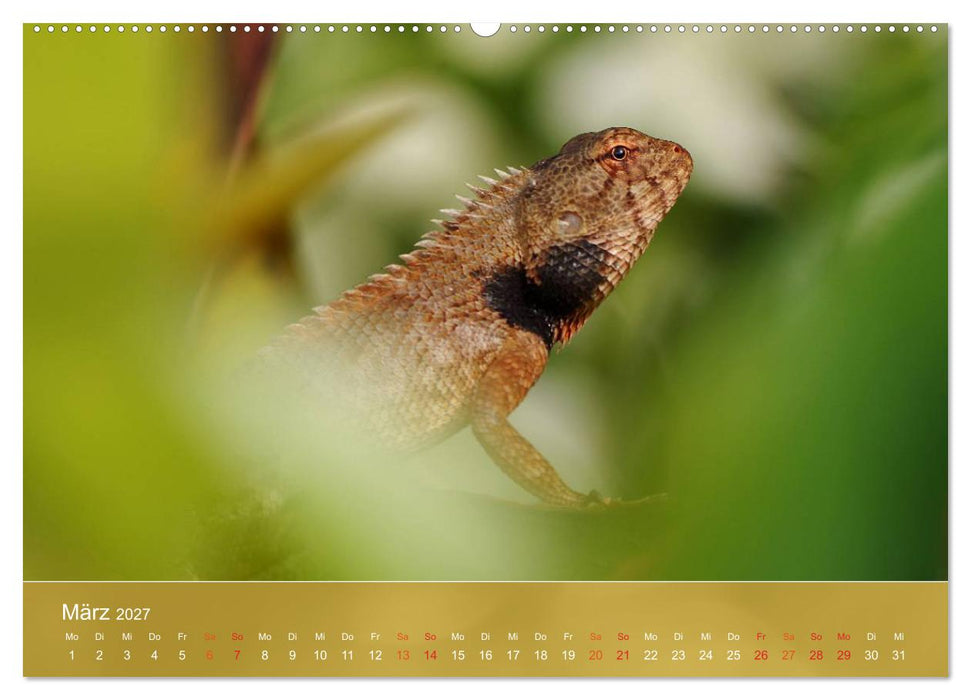 Agamen - Echsen aus der Urzeit (CALVENDO Wandkalender 2027)