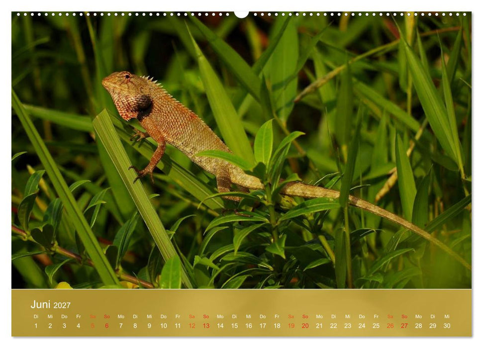 Agamen - Echsen aus der Urzeit (CALVENDO Wandkalender 2027)