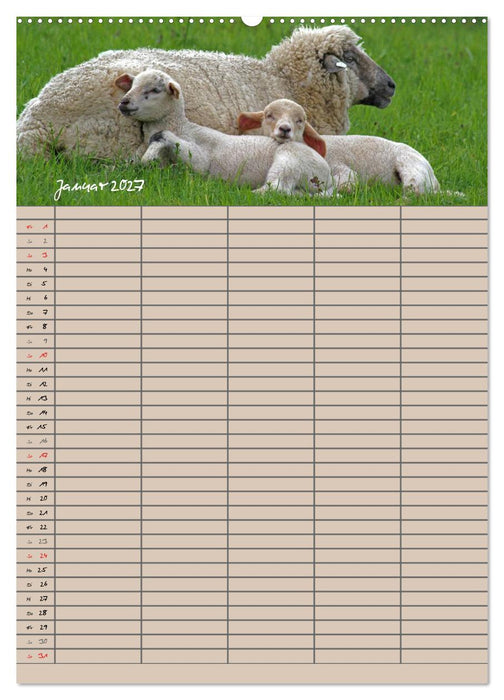 Der belämmerte Familienplaner (CALVENDO Wandkalender 2027)