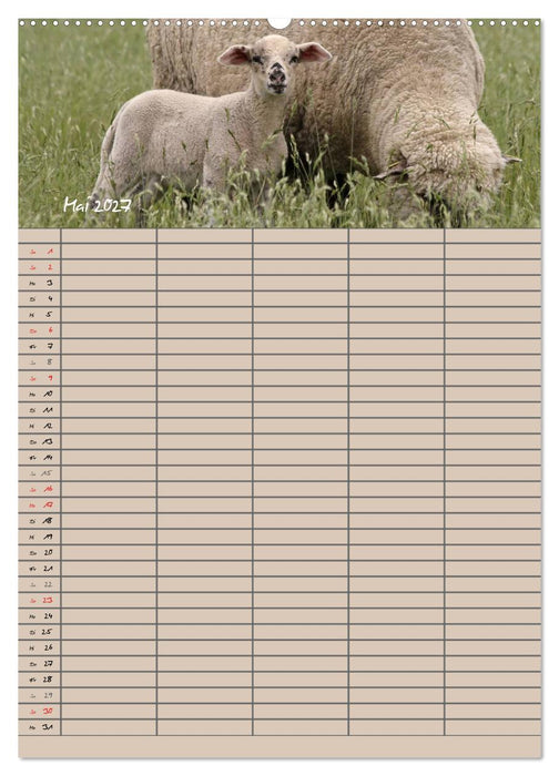 Der belämmerte Familienplaner (CALVENDO Wandkalender 2027)
