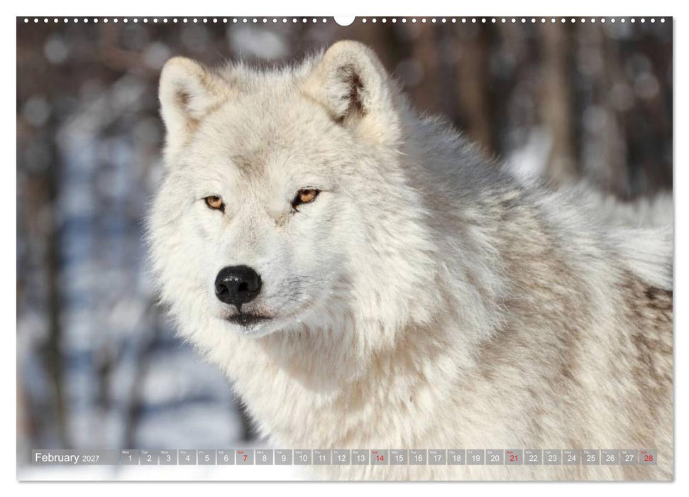 Wolves • Faces of social hunters (CALVENDO Premium-Calendar 2027)