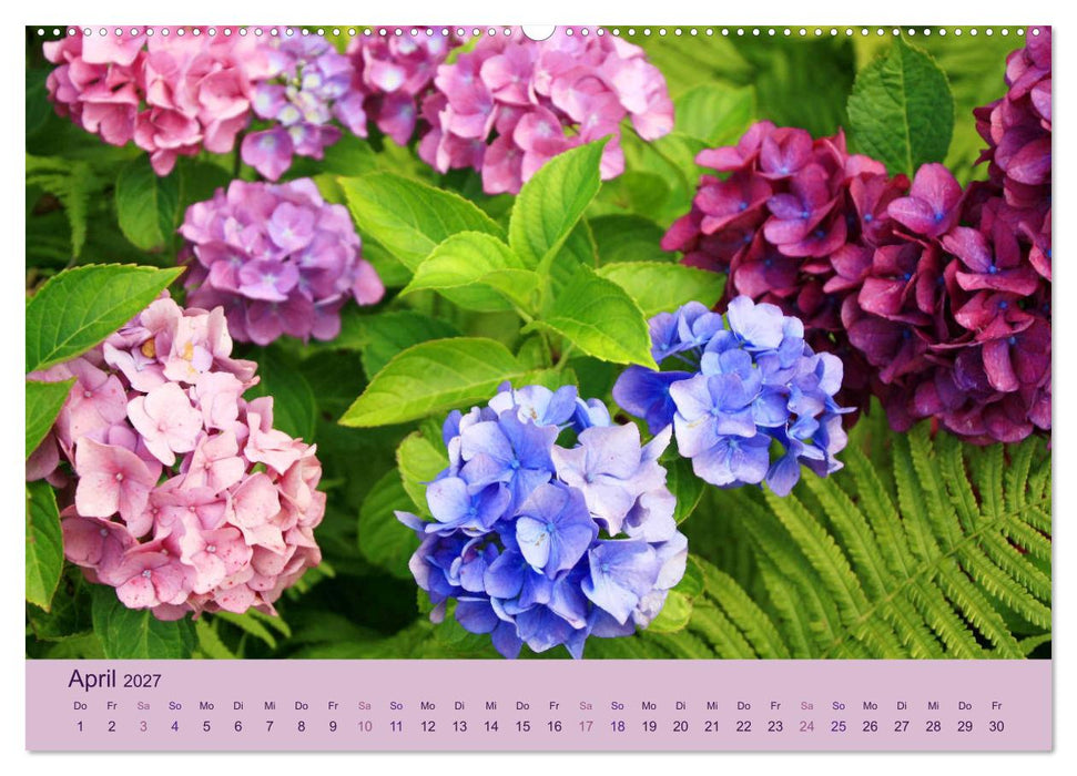 Hortensien 2027. Farbenprächtige Impressionen aus dem Garten (CALVENDO Premium Wandkalender 2027)