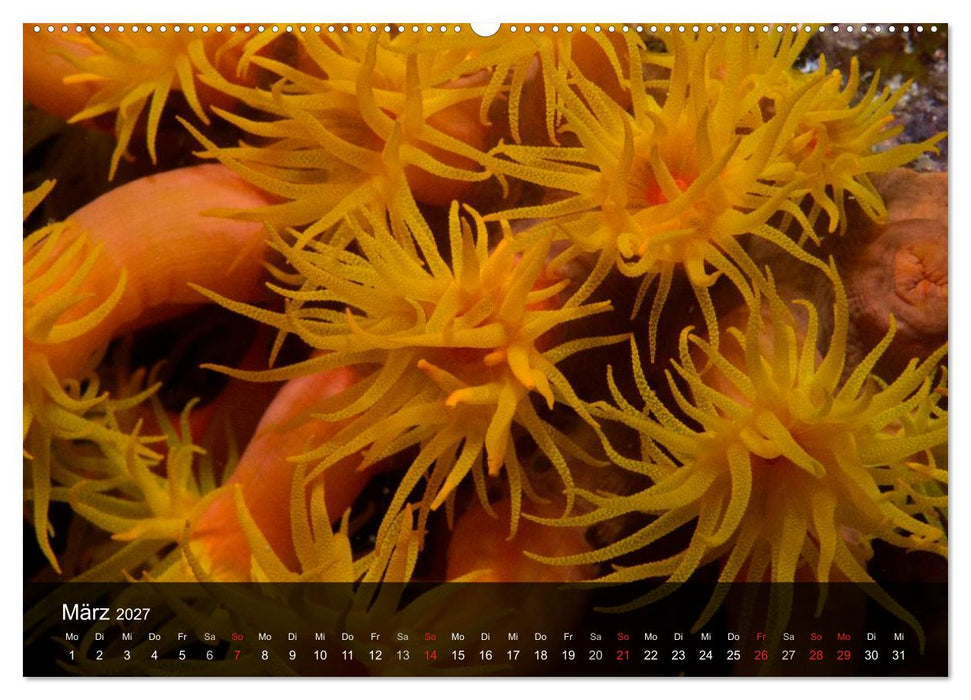 Unterwasser Strukuren (CALVENDO Wandkalender 2027)