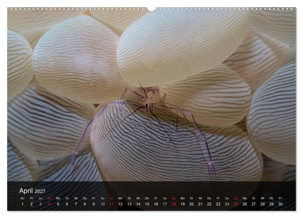 Unterwasser Strukuren (CALVENDO Wandkalender 2027)