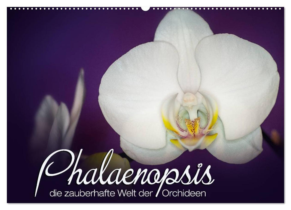 Phalaenopsis - die zauberhafte Welt der Orchideen (CALVENDO Wandkalender 2027)
